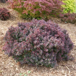 Sunjoy Mini Maroon® Barberry -Plant Series Berberis Sunjoy Mini Maroon 4 P