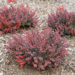 Sunjoy Mini Maroon® Barberry -Plant Series Berberis Sunjoy Mini Maroon 5 P