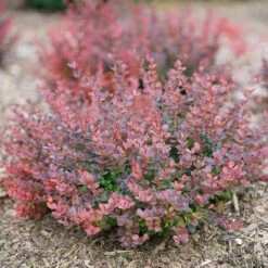Sunjoy Mini Maroon® Barberry -Plant Series Berberis Sunjoy Mini Maroon 6 P