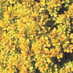 Sunjoy® Mini Saffron Barberry -Plant Series Berberis Sunjoy Mini Saffron 1