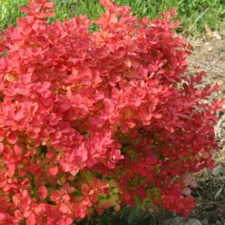 Sunjoy Neo® Barberry -Plant Series Berberis Sunjoy Neo 2
