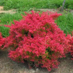 Sunjoy Neo® Barberry -Plant Series Berberis Sunjoy Neo 3