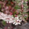 Sunjoy Sequins® Barberry 2 Sunjoy Sequins® Barberry -Plant Series Berberis Sunjoy Sequins 1