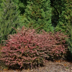 Sunjoy Sequins® Barberry 8 Sunjoy Sequins® Barberry -Plant Series Berberis Sunjoy Sequins 3