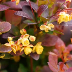 Sunjoy Todo® Barberry 9 Sunjoy Todo® Barberry -Plant Series Berberis Sunjoy Todo 3