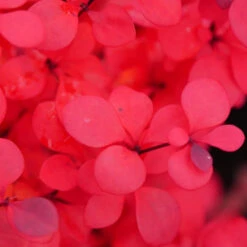 Sunjoy Todo® Barberry 10 Sunjoy Todo® Barberry -Plant Series Berberis Sunjoy Todo 4