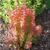 Sunjoy Orange Pillar™ Barberry -Plant Series BerberisSunjoyOrangePillarP1106745 1080x1080 c962c12