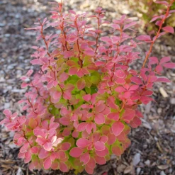Sunjoy Orange Pillar™ Barberry -Plant Series BerberisSunjoyOrangePillarP1106756 1080x1080 08a64df