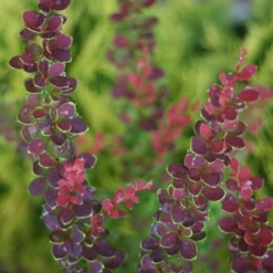 Sunjoy® Tangelo™ Barberry 9 Sunjoy® Tangelo™ Barberry -Plant Series BerberisSunjoyTangeloIMG 7911 800x800 55b5c5b