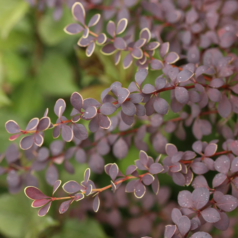 Sunjoy® Tangelo™ Barberry 6 Sunjoy® Tangelo™ Barberry - Image 4