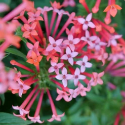 Estrellita Little Star™ Firecracker Bush -Plant Series BouvardiaEstrellitaLittleStarP1094883 800x800 2b897eb