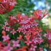 Estrellita Little Star™ Firecracker Bush -Plant Series BouvardiaEstrellitaLittleStarP1094895 800x800 4be9688