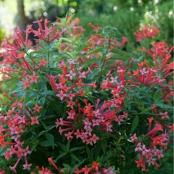Estrellita Little Star™ Firecracker Bush -Plant Series BouvardiaEstrellitaLittleStarP1094912 800x800 9916cfb