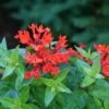Estrellita™ Scarlet Firecracker Bush -Plant Series Bouvardia Estrellita Scarlet P1228533 800 800 60
