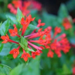 Estrellita™ Scarlet Firecracker Bush -Plant Series Bouvardia Estrellita Scarlet P1228540 800 800 60