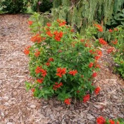 Estrellita™ Scarlet Firecracker Bush -Plant Series Bouvardia Estrellita Scarlet P1238155 800 800 60