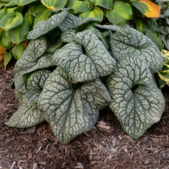 'Jack Of Diamonds' Siberian Bugloss 10 'Jack Of Diamonds' Siberian Bugloss -Plant Series Brunnera Jack of Diamonds 2 P