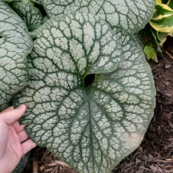 'Jack Of Diamonds' Siberian Bugloss 8 'Jack Of Diamonds' Siberian Bugloss -Plant Series Brunnera Jack of Diamonds 3 P