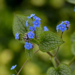 'Queen Of Hearts' Siberian Bugloss -Plant Series Brunnera Queen of Hearts 2 P