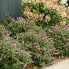 Lo & Behold® 'Pink Micro Chip' Butterfly Bush -Plant Series Buddleia Lo Behold Pink Micro Chip 1 P