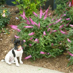Lo & Behold® 'Pink Micro Chip' Butterfly Bush -Plant Series Buddleia Lo Behold Pink Micro Chip 2 P