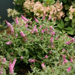 Lo & Behold® 'Pink Micro Chip' Butterfly Bush -Plant Series Buddleia Lo Behold Pink Micro Chip 3 P