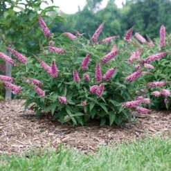 Lo & Behold® 'Pink Micro Chip' Butterfly Bush -Plant Series Buddleia Lo Behold Pink Micro Chip 4 P