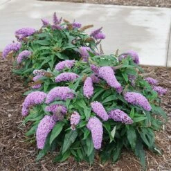Pugster Amethyst® Butterfly Bush -Plant Series Buddleia Pugster Amethyst 1 P