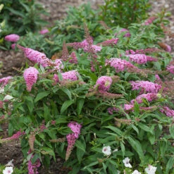 Pugster Pinker™ Butterfly Bush -Plant Series Buddleia Pugster Pink 1 P