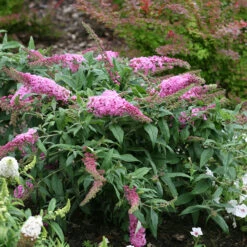 Pugster Pinker™ Butterfly Bush -Plant Series Buddleia Pugster Pink 3 P