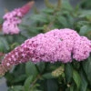 Pugster Pinker™ Butterfly Bush -Plant Series Buddleia Pugster Pink 4 P
