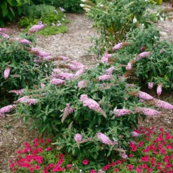Pugster Pinker™ Butterfly Bush -Plant Series Buddleia Pugster Pink 5 P
