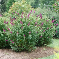 'Miss Molly' Butterfly Bush 10 'Miss Molly' Butterfly Bush -Plant Series BuddleiaMissMollyP1082695 800x800 505684e