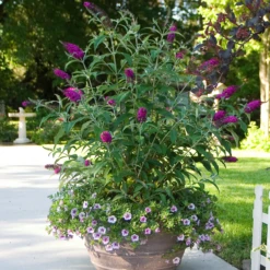 'Miss Ruby' Butterfly Bush 10 'Miss Ruby' Butterfly Bush -Plant Series BuddleiaMissRubyIMG 6395 800x800 4413271