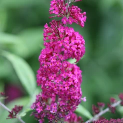 'Miss Ruby' Butterfly Bush 11 'Miss Ruby' Butterfly Bush -Plant Series BuddleiaMissRubyIMG 7949 800x800 7754d1c