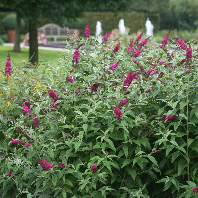 'Miss Ruby' Butterfly Bush 4 'Miss Ruby' Butterfly Bush - Image 2