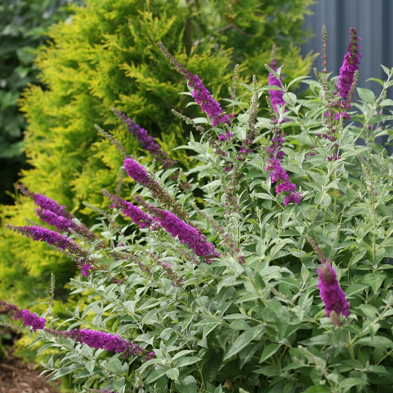 'Miss Violet' Butterfly Bush 6 'Miss Violet' Butterfly Bush - Image 4