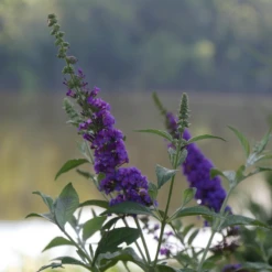 'Miss Violet' Butterfly Bush 9 'Miss Violet' Butterfly Bush -Plant Series BuddleiaMissVioletP2540397 800x800 c121c21