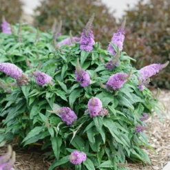 Pugster Amethyst® Butterfly Bush -Plant Series BuddleiaPugsterAmethystDSC04579 800x800 c89e8f7