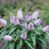 Pugster Amethyst® Butterfly Bush -Plant Series BuddleiaPugsterAmethystDSC05393 800x800 50d6652