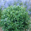 Neatball™ Boxwood 1 Neatball™ Boxwood -Plant Series BuxusNeatballP1238995 800x800 f704393