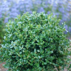 Neatball™ Boxwood