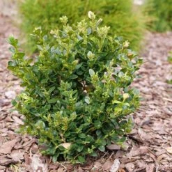 Neatball™ Boxwood -Plant Series Buxus Neatball P1202484 800 800 60