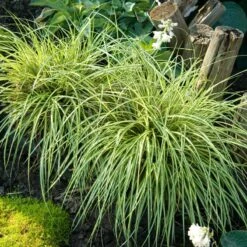 'Evergold' Sedge -Plant Series CAREV1Q 4