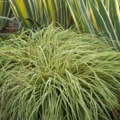 'Evergold' Sedge -Plant Series CAREV1Q 5