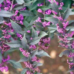 Pearl Glam® Beautyberry 9 Pearl Glam® Beautyberry -Plant Series Callicarpa Pearl Glam 3 P