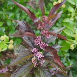 Pearl Glam® Beautyberry 10 Pearl Glam® Beautyberry -Plant Series Callicarpa Pearl Glam 4 P