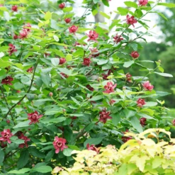 'Aphrodite' Sweetshrub 9 'Aphrodite' Sweetshrub -Plant Series CalycanthusAphroditeDSC05552 800x800 5e34169