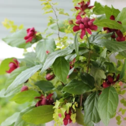 'Aphrodite' Sweetshrub 10 'Aphrodite' Sweetshrub -Plant Series CalycanthusAphroditeIMG 7183 800x800 eae8727