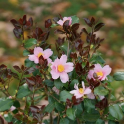 Just Chill Red Tip™ Camellia